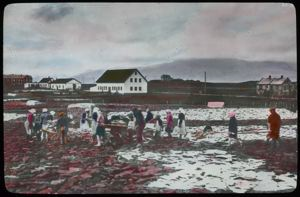 Image of Codfish Drying in Iceland
